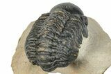Curled Reedops Trilobite - Atchana, Morocco #273424-4